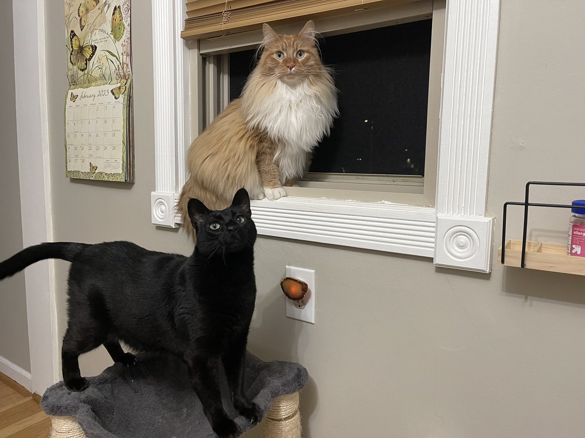 somethingjoplin's tweet photo. show me a better couple https://t.co/YW3dLSYtGk