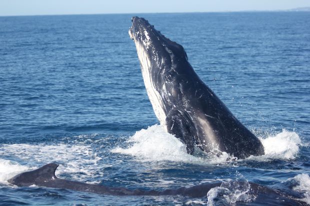 UQ News (@uq_news) on Twitter photo 🐋 Research by #UQ's <a href="/BecDunlop/">Rebecca Dunlop</a> shows male whales along Australia’s eastern seaboard are giving up singing to attract a mate, switching instead to fighting off the competition. <a href="/UQscience/">UQ Science</a>
tinyurl.com/2e76wx52 🐋 Research by #UQ's <a href="/BecDunlop/">Rebecca Dunlop</a> shows male whales along Australia’s eastern seaboard are giving up singing to attract a mate, switching instead to fighting off the competition. <a href="/UQscience/">UQ Science</a>
tinyurl.com/2e76wx52