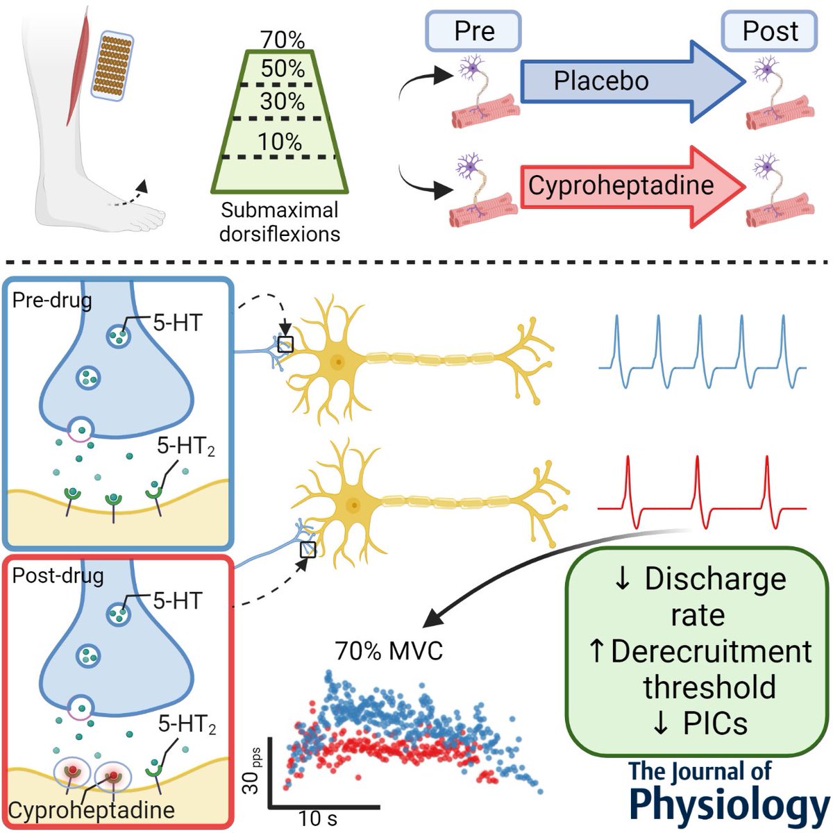 BenGoodlich's tweet photo. Very proud to have some of my PhD work accepted for publication in the Journal of Physiology @JPhysiol 
A very big thank you to co-authors @AlecsDelVecchio @drseanhoran @JustinKavanagh5 for their valuable feedback and contributions 🙏 https://t.co/OAIlF9ZSQW