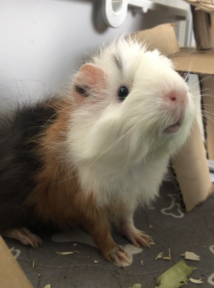 ryuukzy's tweet photo. Last piggy done. RIP my little girl 🥺

#guineapig #artistsontwitter #commissionsopen https://t.co/uuMChtpVuk