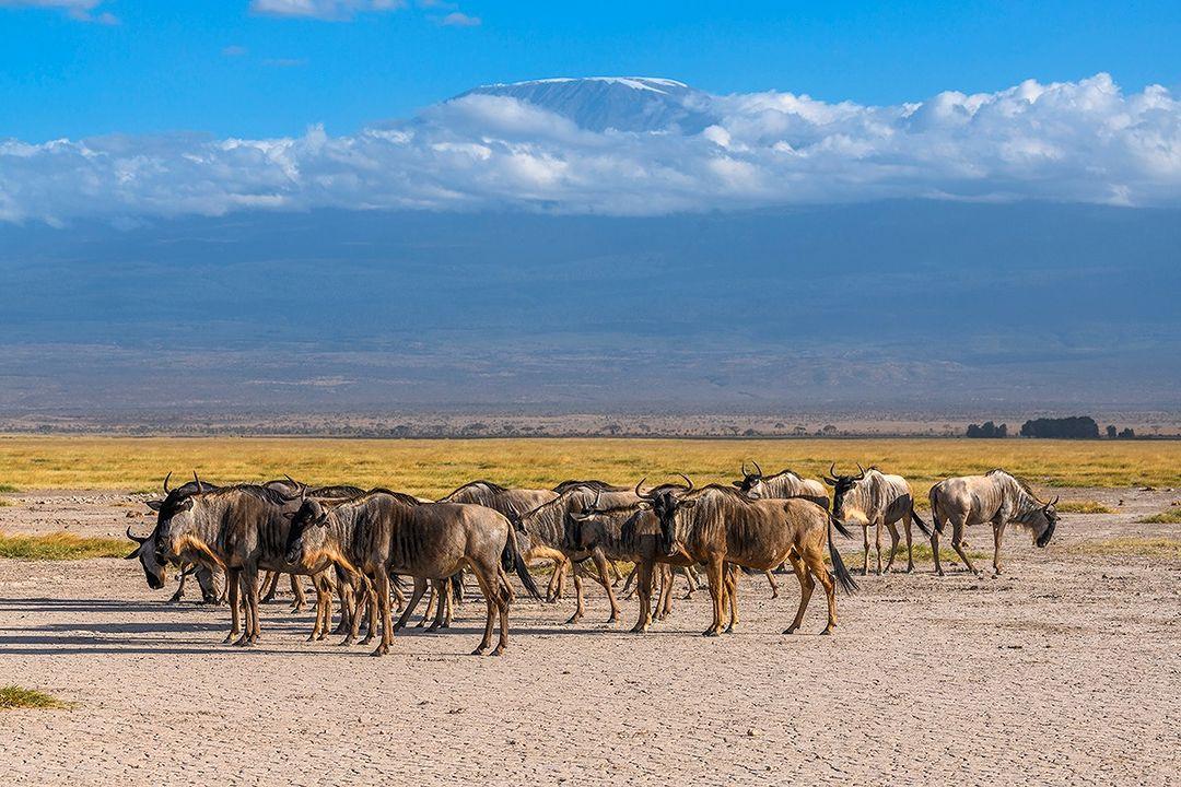 Amboseli National park is simply one of the best spot for  great wildlife in the world and sometimes proudly parading before the splendid backdrop of Mt Kilimanjaro.
.
.
.
Karibu Ol Tukai lodge Amboseli
#kenia #magicalkenya🇰🇪 #tourism #touristlink #africa #kajiadocounty #Nairobi