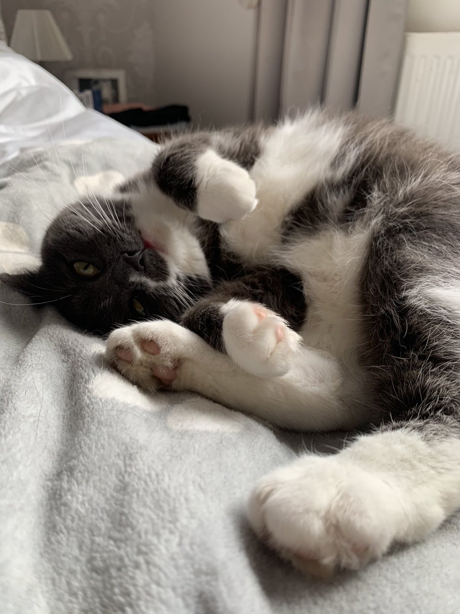 Cat MacDuff tweet media
