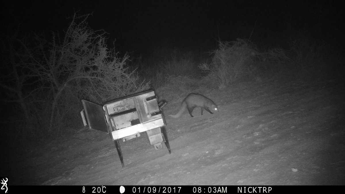cookswelljikos's tweet photo. A few night callers checking in on the hopes of some midnight jiko munchies π
#campingkenya #campoven #safaricooking #bushdinner #kajiado https://t.co/NuBz1TAeyS
