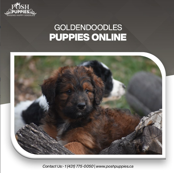 POSH PUPPIES (@puppies_posh) / Posts / X