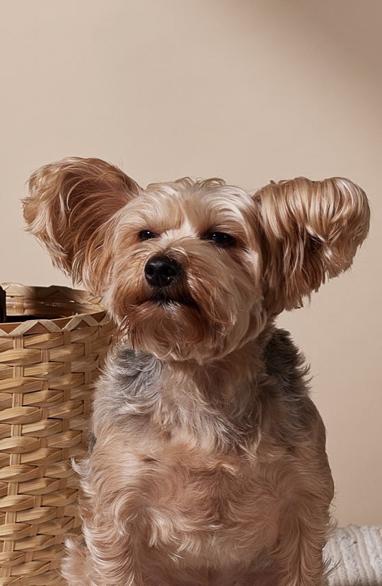 THE FILIPINE DREAM tweet media