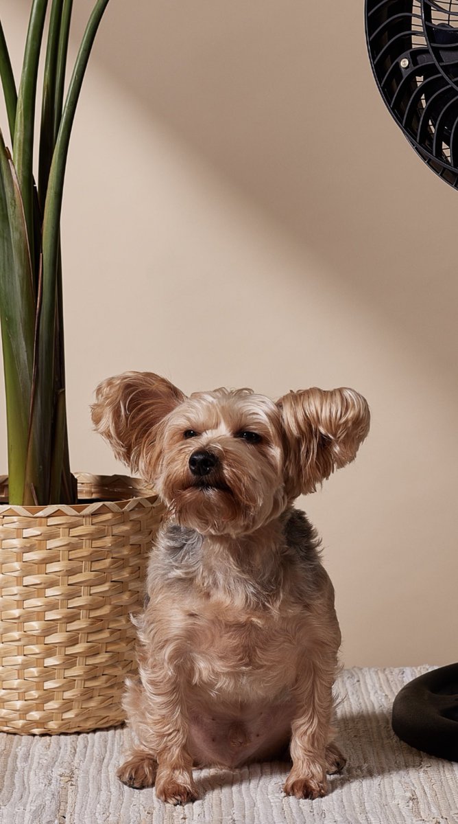 THE FILIPINE DREAM tweet media