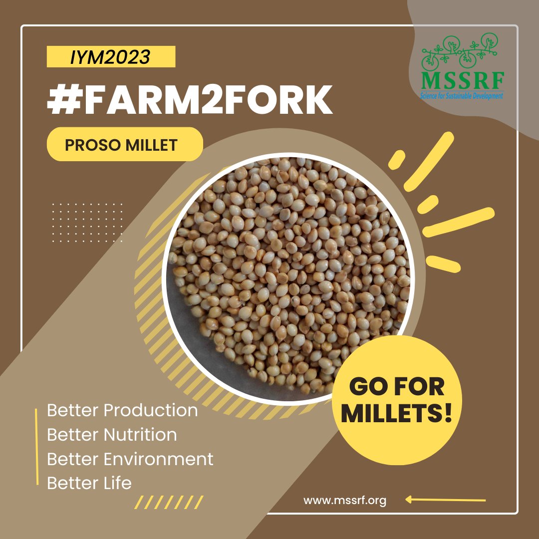 mssrf's tweet photo. #KnowURmillets
#ProsoMillet is known by several names in #Indian #languages:
Panivaragu #Tamil #Malayalam
China bachari bagmu #Oriya
Variga #Telugu
Vari #Marathi
Cheena #Punjabi
Chena #Hindi
#Benefits of eating #Millets cannot be ignored!
Just #Go4Millets‼️ #MSSRF_IYM2023 https://t.co/1ZhEvaYRqr
