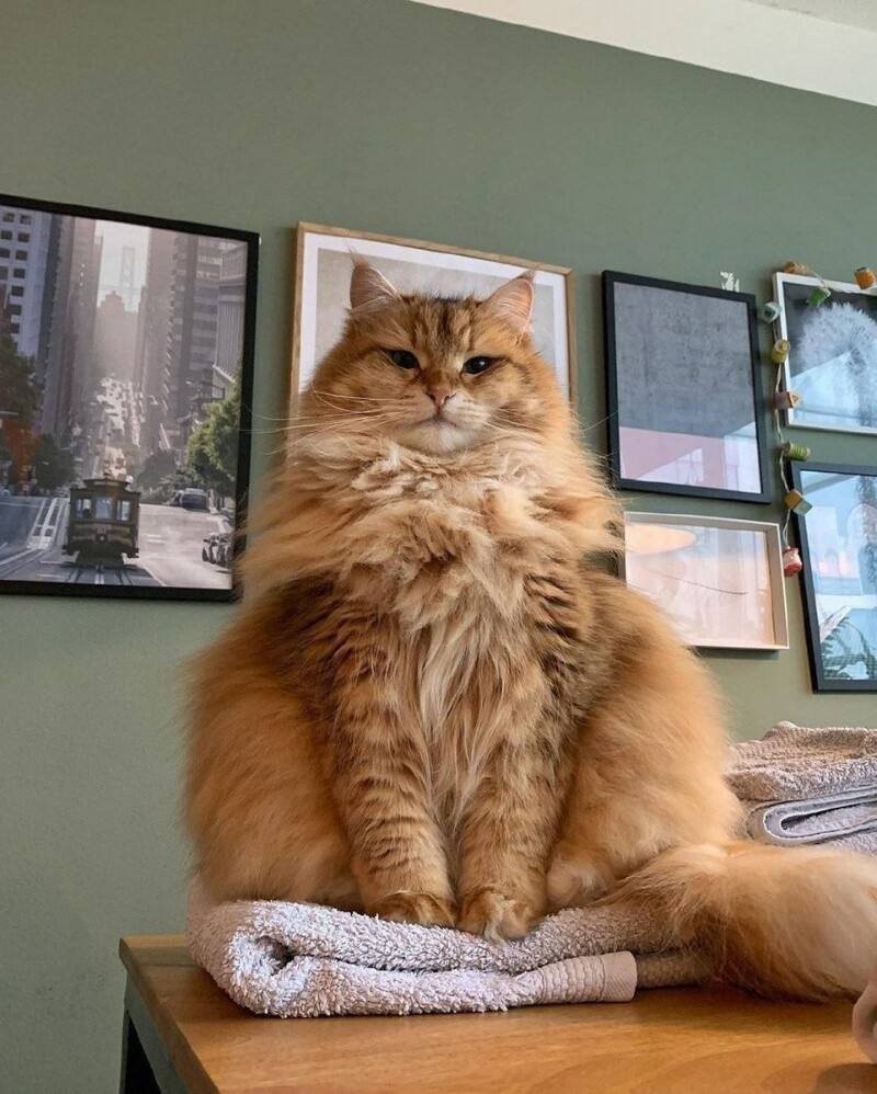 Котики для поднятия настроения