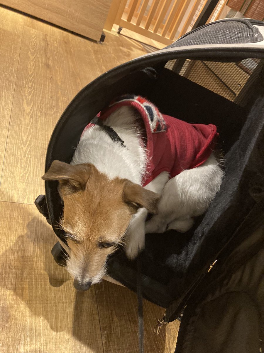 ショップでキャリーバッグ物色していたら、運んで貰えると思ってそそくさとin。ロング散歩でお疲れラムたん。
#ジャックラッセルテリア