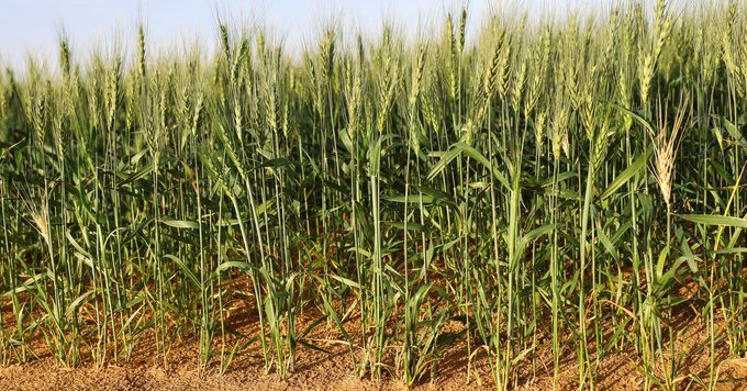 GaddafiGlenda's tweet image. While it's admirable that the UAE is making strides to improve food security by cultivating wheat, it's important to recognize the larger issue of food sustainability.  #FoodSustainability #ThinkLongTerm  @COP28_UAE