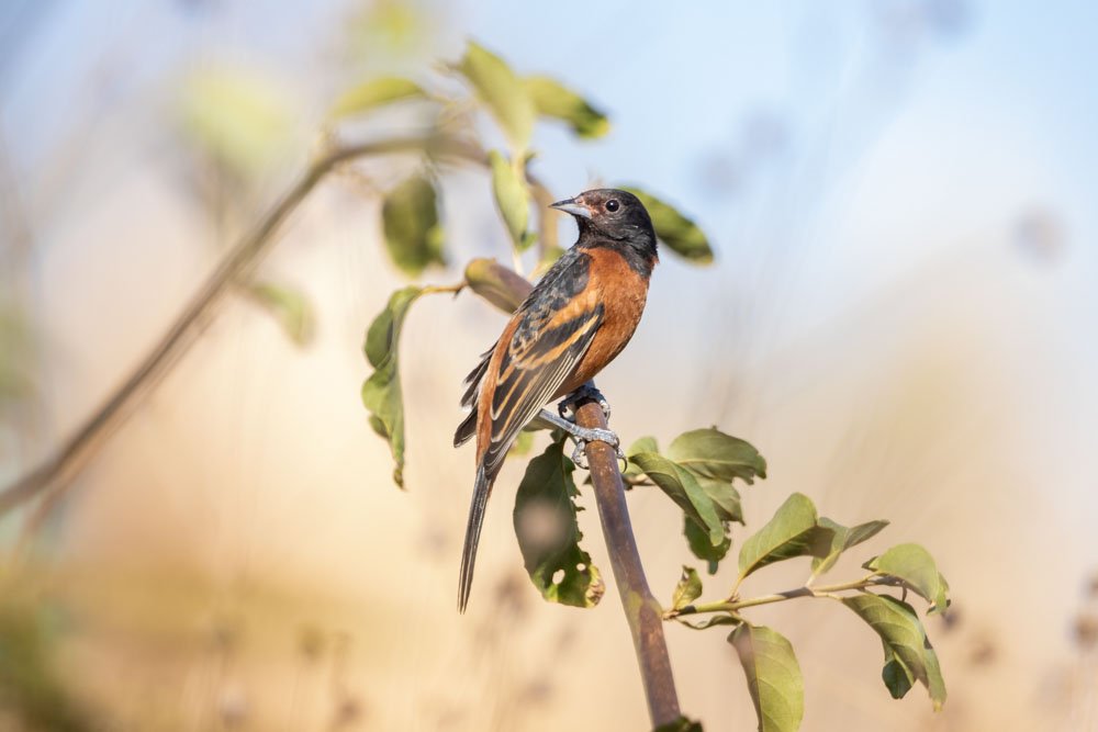 arnulfolz's tweet photo. Los machos adultos son saturados de castaño marrón con la cabeza negra. Las hembras son opacas de color verde amarillo con barras blancas en las alas.
im: @arnulfolzam 

Calandria Castaña
Icterus spurius

#ixtabiodiverso
#oaxacabiodiverso https://t.co/3fwSUpu6c3