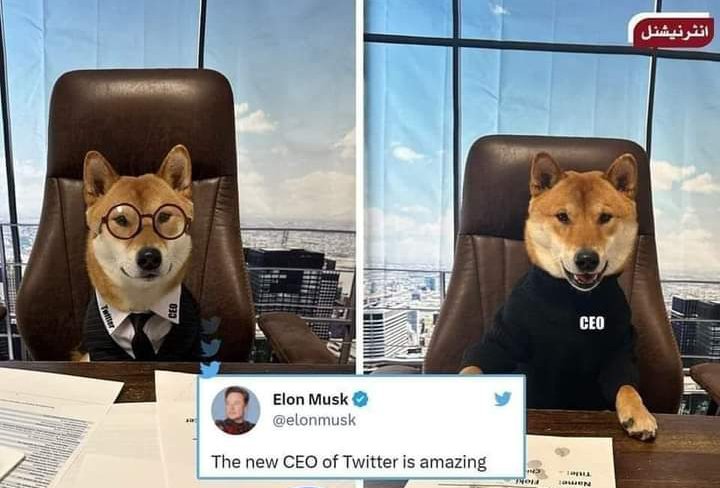 ٹویٹر کے مالک ایلون مسک نے کتے کو کرسی پر بٹھا کر ٹویٹر کا CEO بنا دیا۔ لیکن اس میں کوئی حیرانگی والی بات نہیں ہے یہ تجربہ دس ماہ پہلے پاکستان میں ہو چکا ہے 🤡