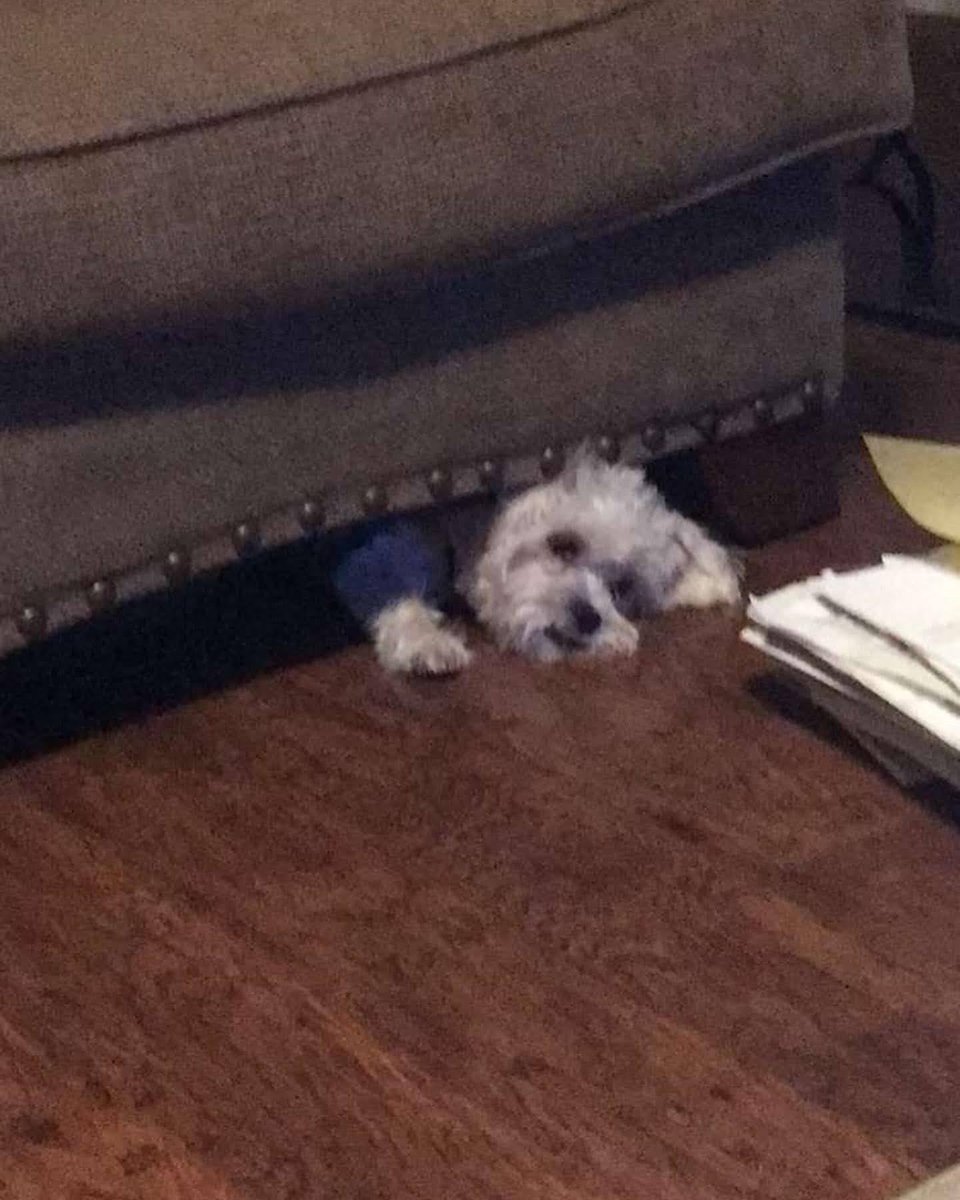 kadenmunoz7's tweet photo. Please share pics of your dogs in weird predicaments https://t.co/XiJjC9af4d