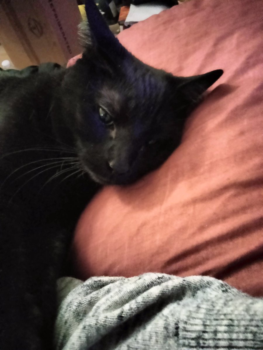 godless_bacon's tweet photo. He so cute https://t.co/VWe6w6ih1s