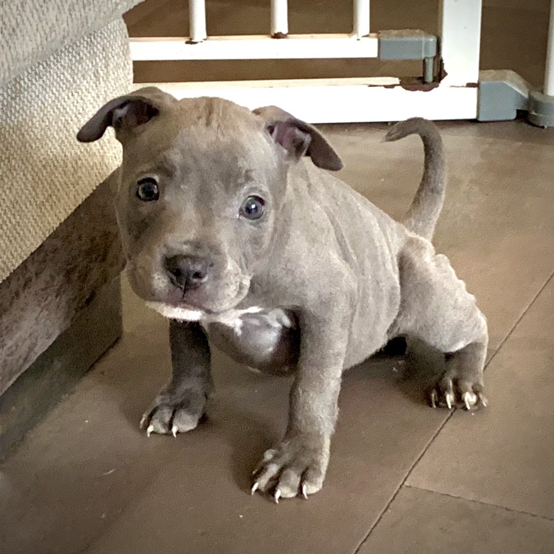 #ThrowbackThursday The day I came home with Mum 💕💕 #Dog #DogTwitter #cute #puppies