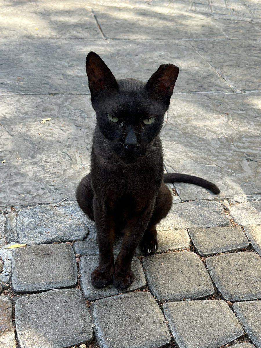 Megha On Twitter Physiognomy Matters I ve Seen Many Stray Cats In megha-on-twitter-physiognomy-matters-i-ve-seen-many-stray-cats-in