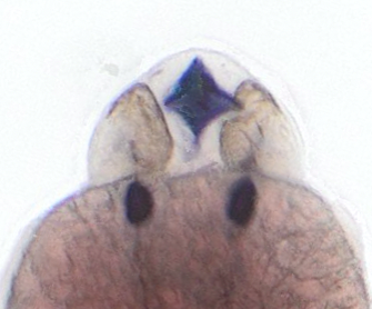 Shifeng Xue tweet media