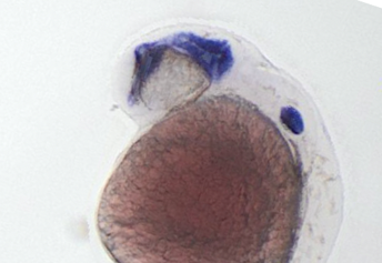 Shifeng Xue tweet media