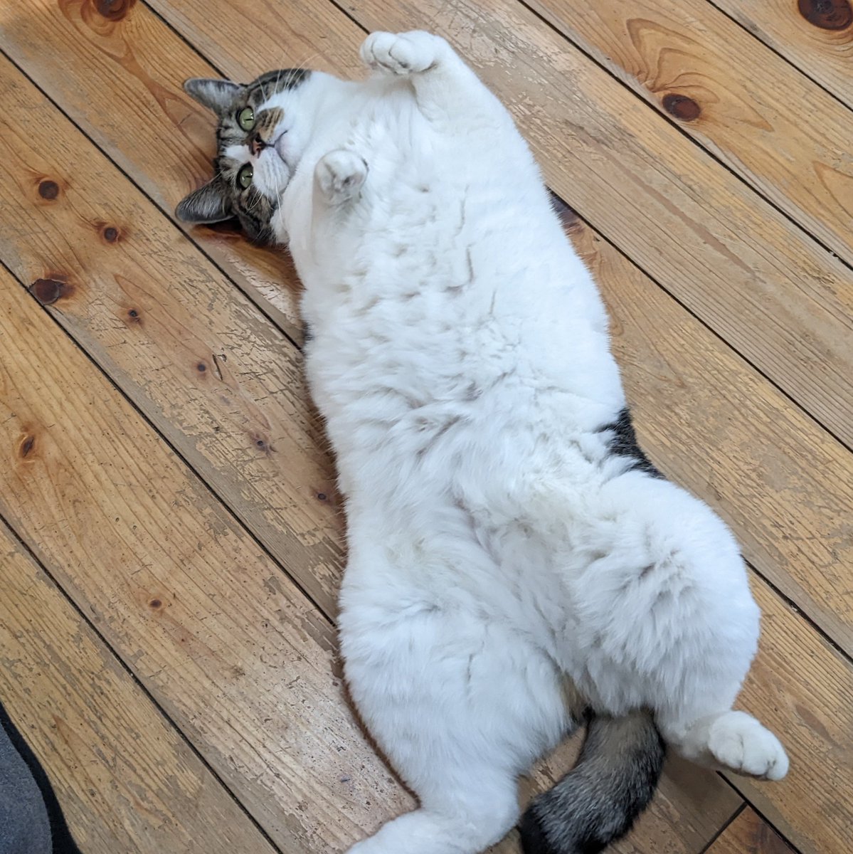 toradoshiotoko's tweet image. なでてもイイわよ❤

 #看板ねこ
 #たまこ