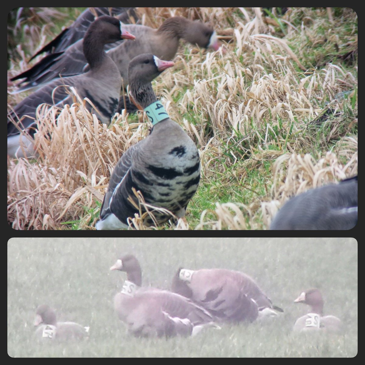 NielsvanPelt's tweet photo. In de winter van 2015/2016 zag ik een gezinnetje #Kollen Na 7 jaar zag ik afgelopen week (man) S47 weer terug in de polder! @BirdRing_NL @Sovon #Vogelskijken https://t.co/KZuPHwJFKP