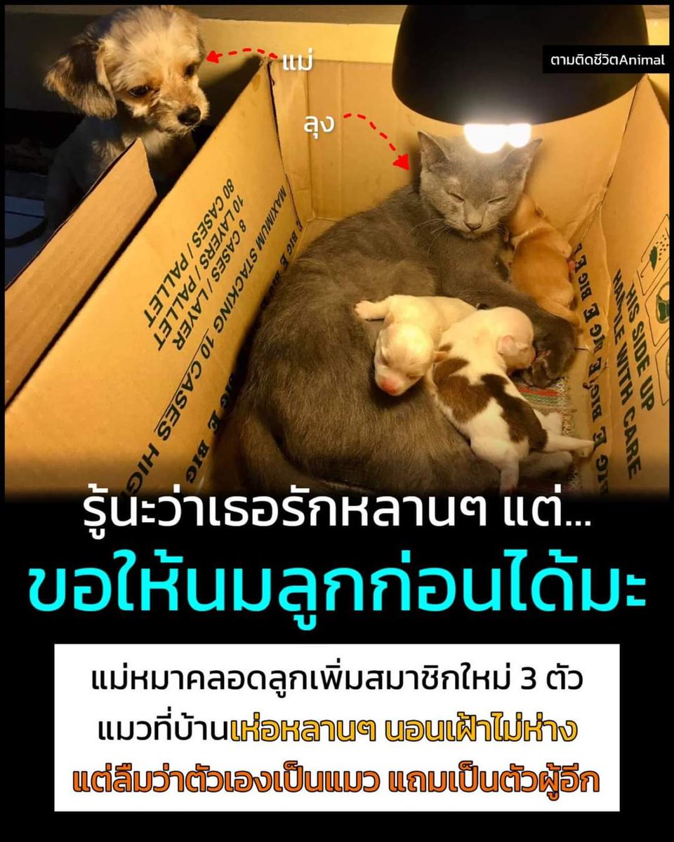 nu-an tweet media