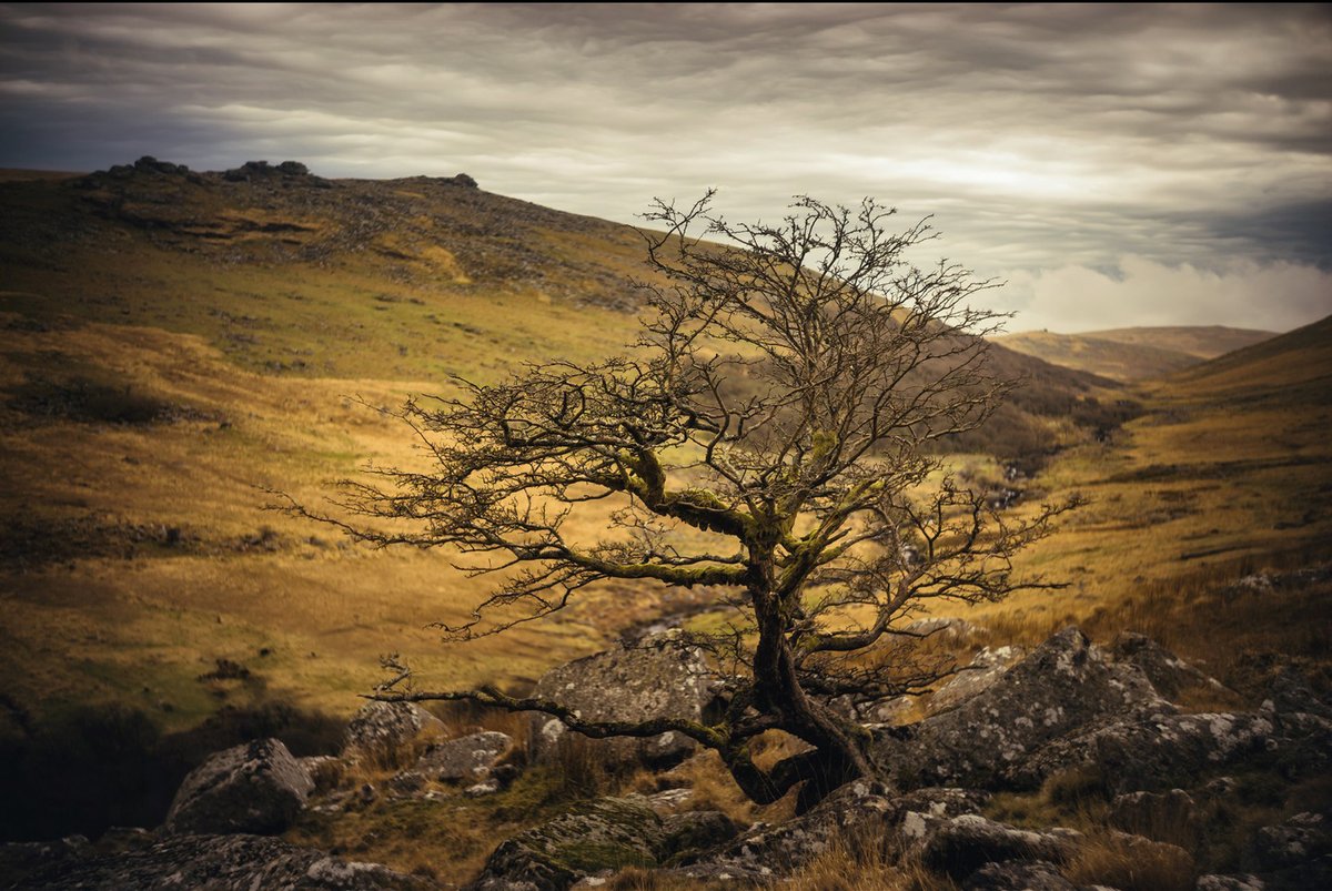 4 "not so" random images I #deleted from #Instagram 😍 One of my favourite #Hawthorns on the edge of #ShelstoneTor on #Dartmoor 📷 Taken at various times over the last few years 💚#DartmoorPhotographer #LandscapePhotography #Devon #DevonPhotographer