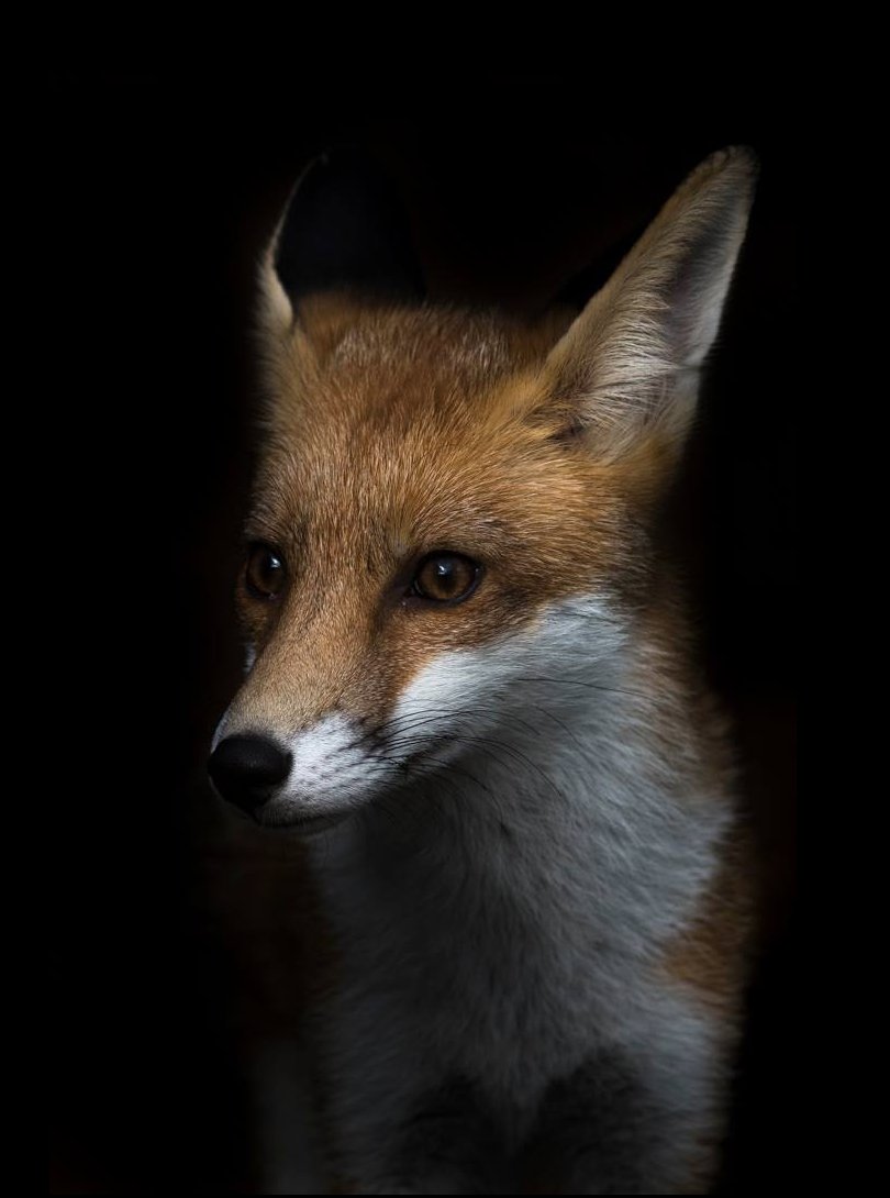 How self entitled you must feel, to kill our native wildlife.
<a href="/ChrisGPackham/">Chris Packham</a> #FoxOfTheDay
