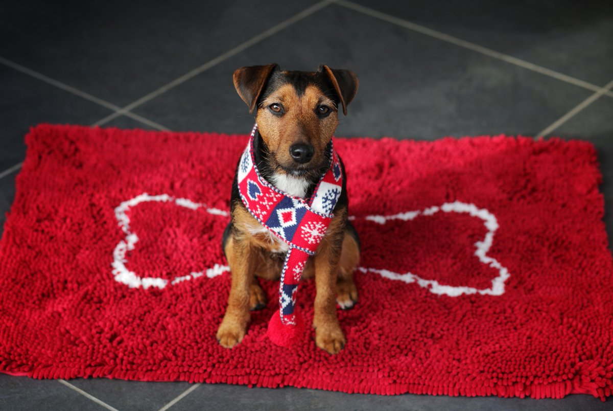 Save floors from muddy paws with a super absorbent #doggy #doormat from <a href="/Soggydoggy_UK/">Soggy Doggy Mats UK</a> 

Also fab for a rub down after walkies 🐶💦

Save 15% with DOTTY15

dotty4paws.co.uk/product/soggy-…

#EarlyBiz #MHHSBD