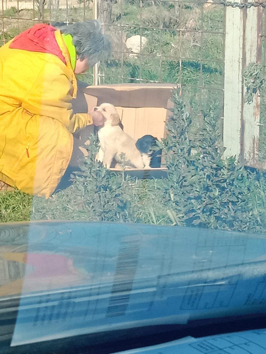 GalinaRako's tweet photo. 4 more innocent puppies were dumped on a building site. Approx 3 months old. Dependant and helpless.
Can we fundraise to ensure their safety at a safe pension? 75e each per month ensures it. Pension receipt available. 🙏🏻

https://t.co/lRwt6ER9Tt

#donate #RT #Montenegro #Puppies https://t.co/L6Q3g4HImr