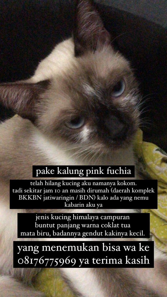 Teman teman pertwiteran mohon bantuan ya, istri saya besok ultah eh hari ini kucing kesayangannya hilang. Kalo ada yg lihat mohon hub nomor di pic ya. Terimakasih
