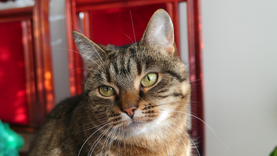 zootovary.com on Twitter: "🤔Чи знаєте ви, що... Льон допомагає вивести ...