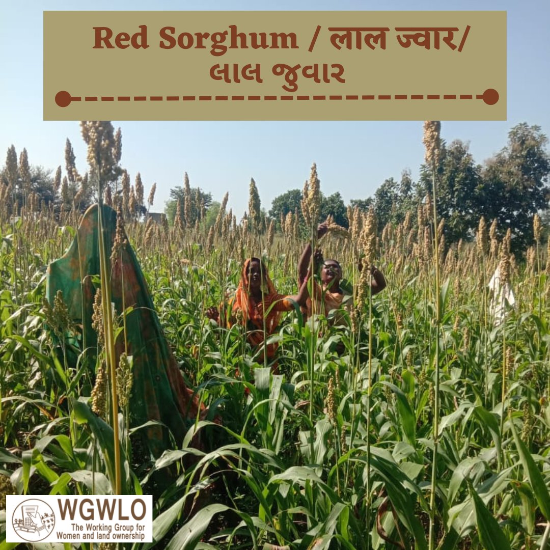 WGWLO1's tweet photo. #Millets are there when others are not" - Women Farmers sees millets as the #securedsource of food and fodder. Aiming for #foodsecurity #nutrition & #health of family, #Womenfarmers are selecting Millets, indigenous varieties of Rice, wheat, and pulses as crops to cultivate. 1/4 https://t.co/3FE5ASlR6I