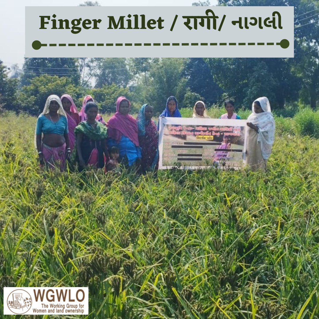 WGWLO1's tweet photo. #Millets are there when others are not" - Women Farmers sees millets as the #securedsource of food and fodder. Aiming for #foodsecurity #nutrition & #health of family, #Womenfarmers are selecting Millets, indigenous varieties of Rice, wheat, and pulses as crops to cultivate. 1/4 https://t.co/3FE5ASlR6I