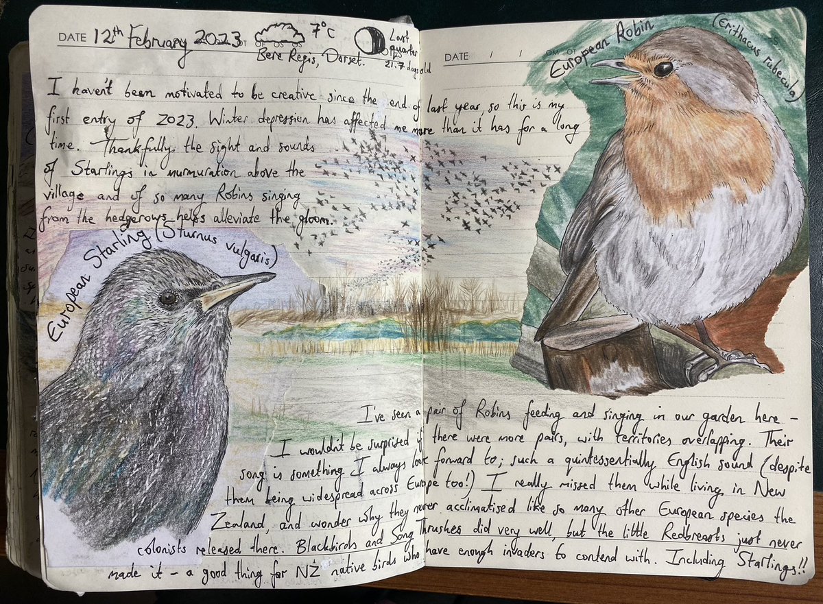 First entry of the year in my nature journal: ✍🏻🐾

#naturejournal #naturediary #natureranger #nature #naturelovers #wildlife #drawing #wildlifeart #naturejournalingcircle  #artistsketchbook #drawingnature #wildlifeconservation #conservation #nuts_about_birds #robin #starling