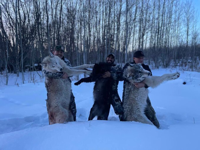 WolfWarriorLoki's tweet photo. @SecDebHaaland @USEmbAustralia @dfes_wa More blood on your hands! You could & should have prevented this. Shame on you, your legacy is nothing but carnage & slaughter. #EmergencyRelistALLWolvesNOW #SaveOurWolves #StoptheSlaughter #ShameOfAmerica #BanTrophyHunting #BanTrapping #BanHounding #Zoosadism #CorpseHuggers https://t.co/qz10xnrr1U