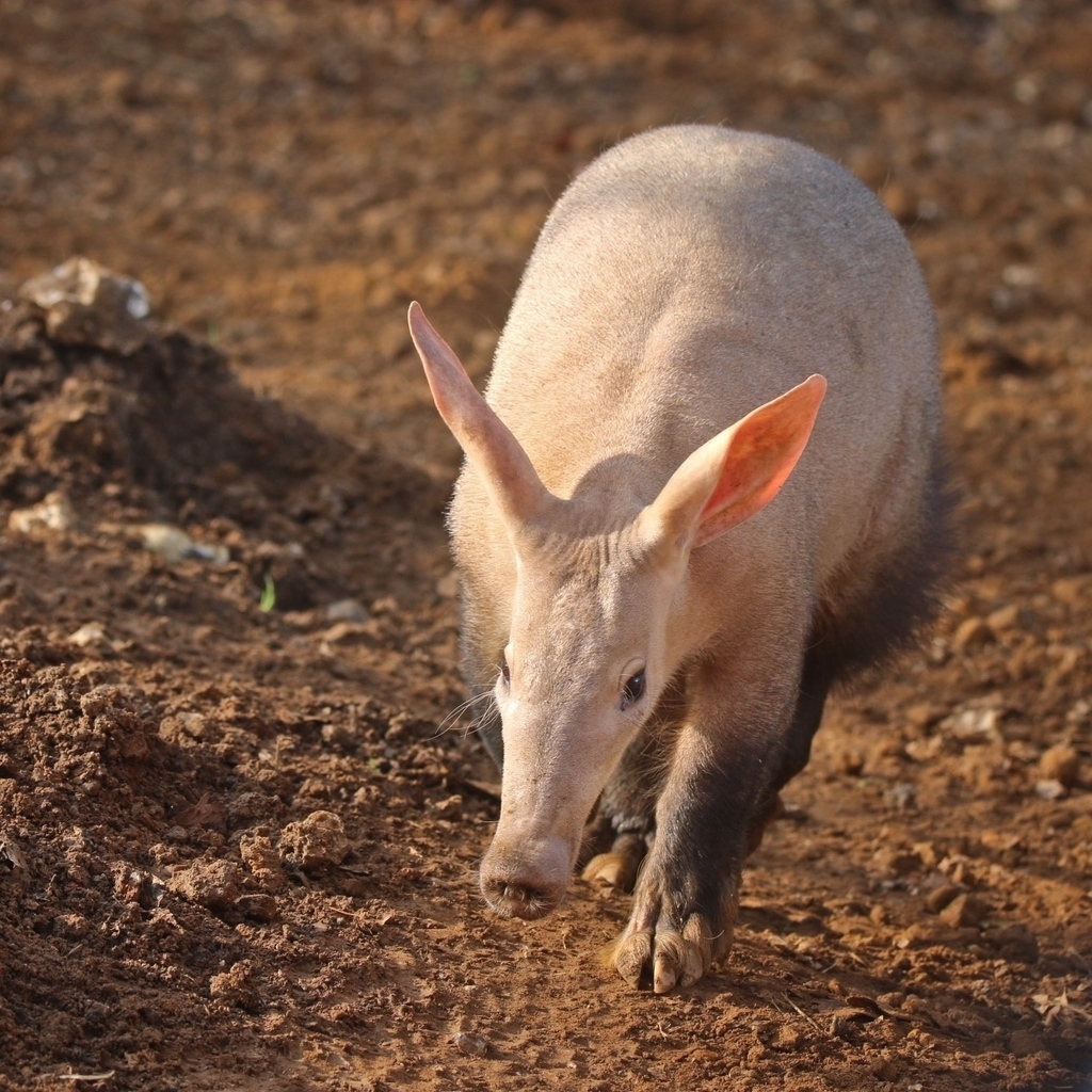 minnowmep's tweet image. What a cutie! We got to see all three of the @zslwhipsnadezoo #aardvarks wide awake yesterday in their outdoor enclosure. A first for us, as we’ve only seen them fast asleep before. The sun shone down and we had another lovely day out and even managed a … instagr.am/p/CotvRklNYms/