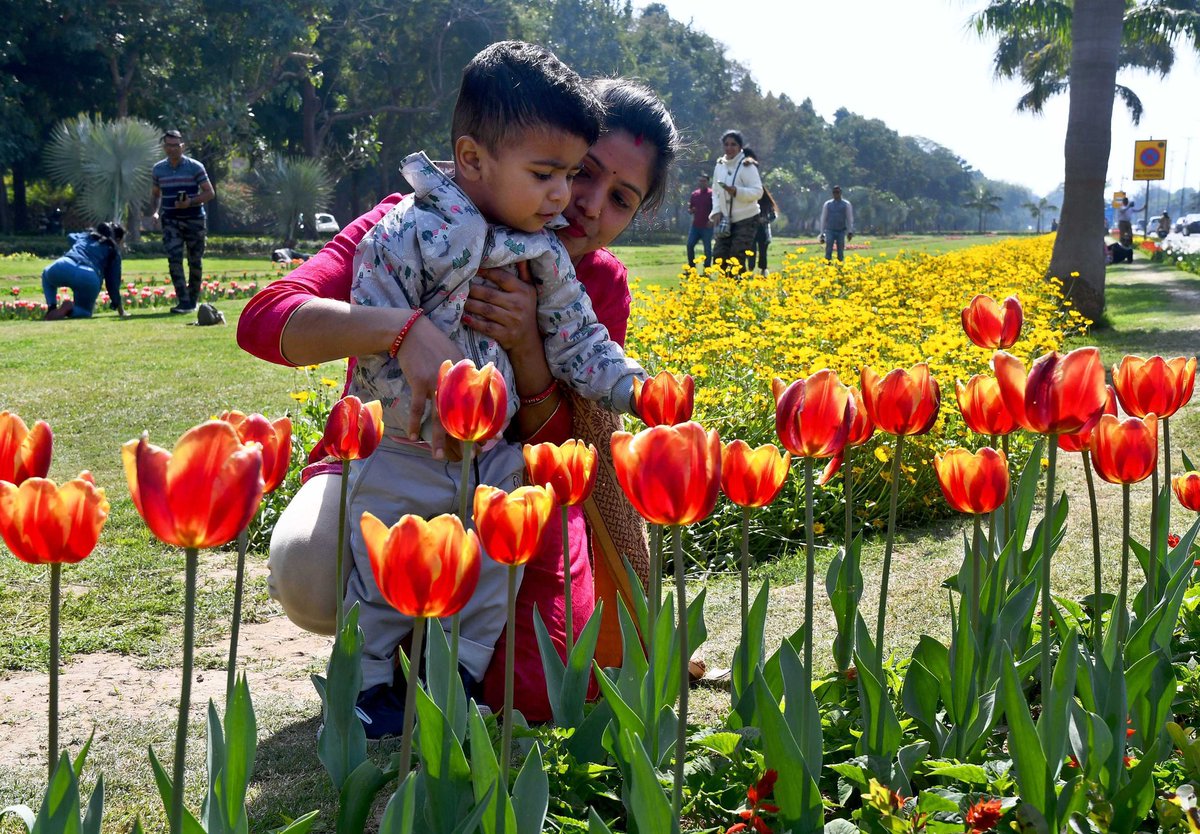 NDMC Tulip Festival at Shanti Path lawns, in New Delhi. Photo by Manas Ranjan Bhui/The Tribune
#NDMCTulipFestival #ndmc