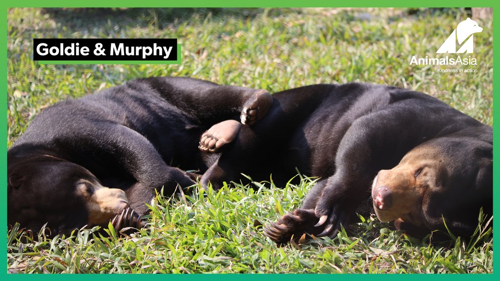 Is there anything cuter than watching two rescued bears relaxing without a care in the world? #Bears #SunBears #BearSanctuary #WildlifeTrafficking #IllegalPets #ExoticPets #WildlifeSanctuary #HappyEnding