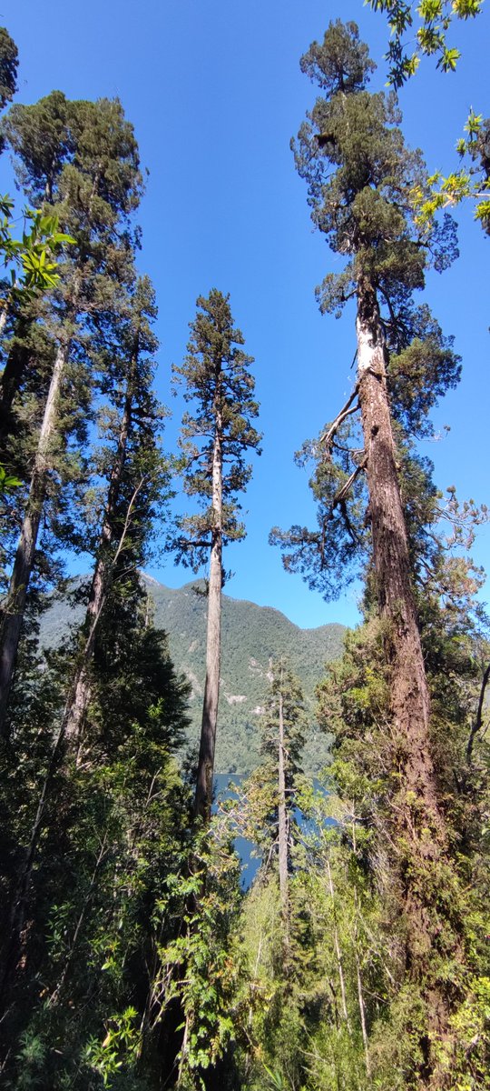 S_Martin_Bravo's tweet photo. #Patagonia #Alerce (#Fitzroya cupressoides, #cypress family) is an endemic #tree🌲🌲from the #Andes of #Chile and #Argentina. It grows slowly and can reach >50 m tall and ages >K-years. Man was in the Bronze age when this huge one (c. 3000 years) from Alerce Andino NP germinated! https://t.co/S1gWb2Ts7d