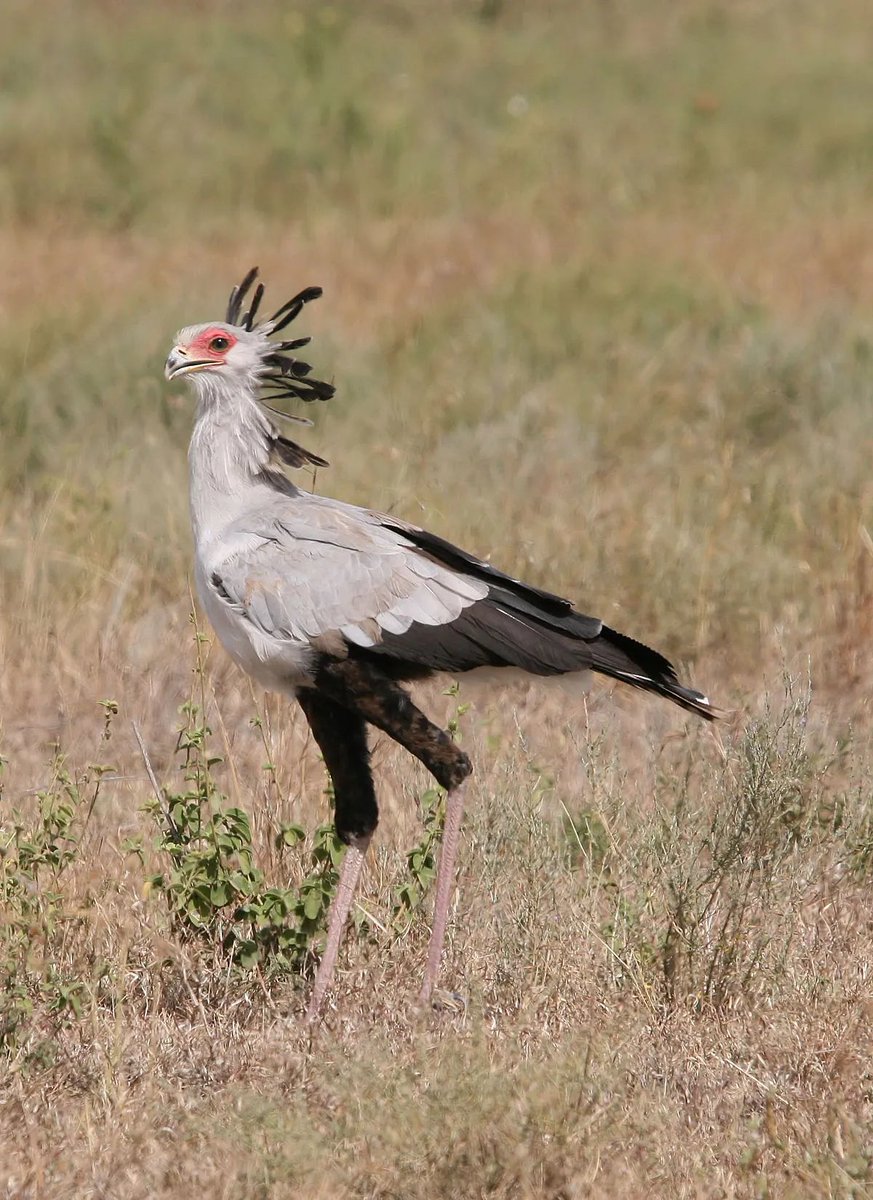 birdfunfacts's tweet photo. The Secretary Bird: Africa's Stiletto-Wearing, Feathered Beauty. Read this #thread to learn all about them!
#Birds #BirdFunFacts #FunFacts #Nature #Animals #Learning
Read more here: https://t.co/KZX34LUSc6 https://t.co/18zzvreAf4
