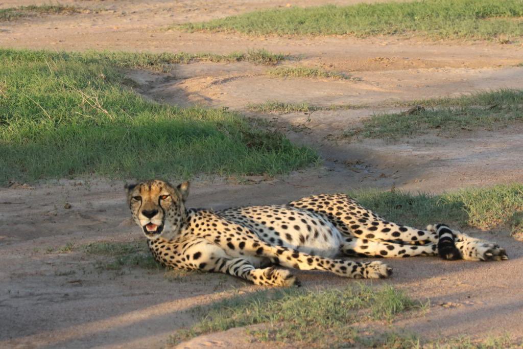 BREAKING NEWS Lawyers acting for EMS Foundation request a precautionary approach be adopted and the project to export 120 cheetahs to India be halted until South Africans have provided comment and sufficient scientific and welfare evidence is published 📸afriwld_brian