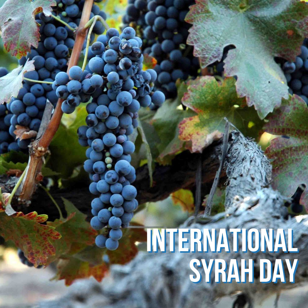 itawineacademy's tweet photo. We're celebrating #InternationalSyrahDay ๐ท
Syrah or Shiraz (if from Australia) is a black grape variety known for its identifiable and intense peppery characters, that is catching attention in many wine-producing countries! #wsetstudent #wset https://t.co/4ZBTkA1rWN