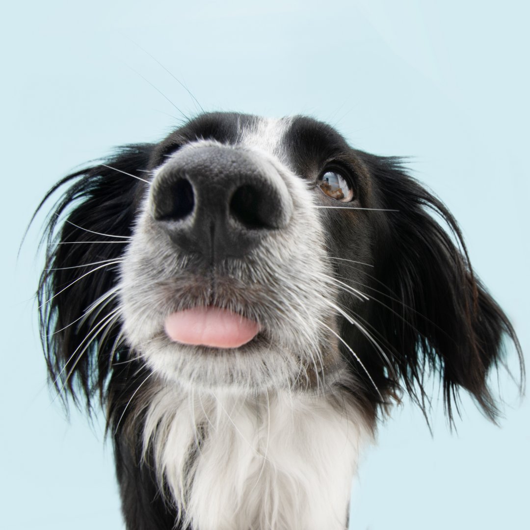 NIrawpetfoods's tweet photo. #DidYouKnow a dogโs nose print is unique, much like a personโs fingerprint? ๐๐
#DogFacts #Dogs #RawFedDogs #Dog #CuteDogs #RawDogFood #RawDogFoodDiet #DogsOfTwitter https://t.co/BiJvDxvvSq