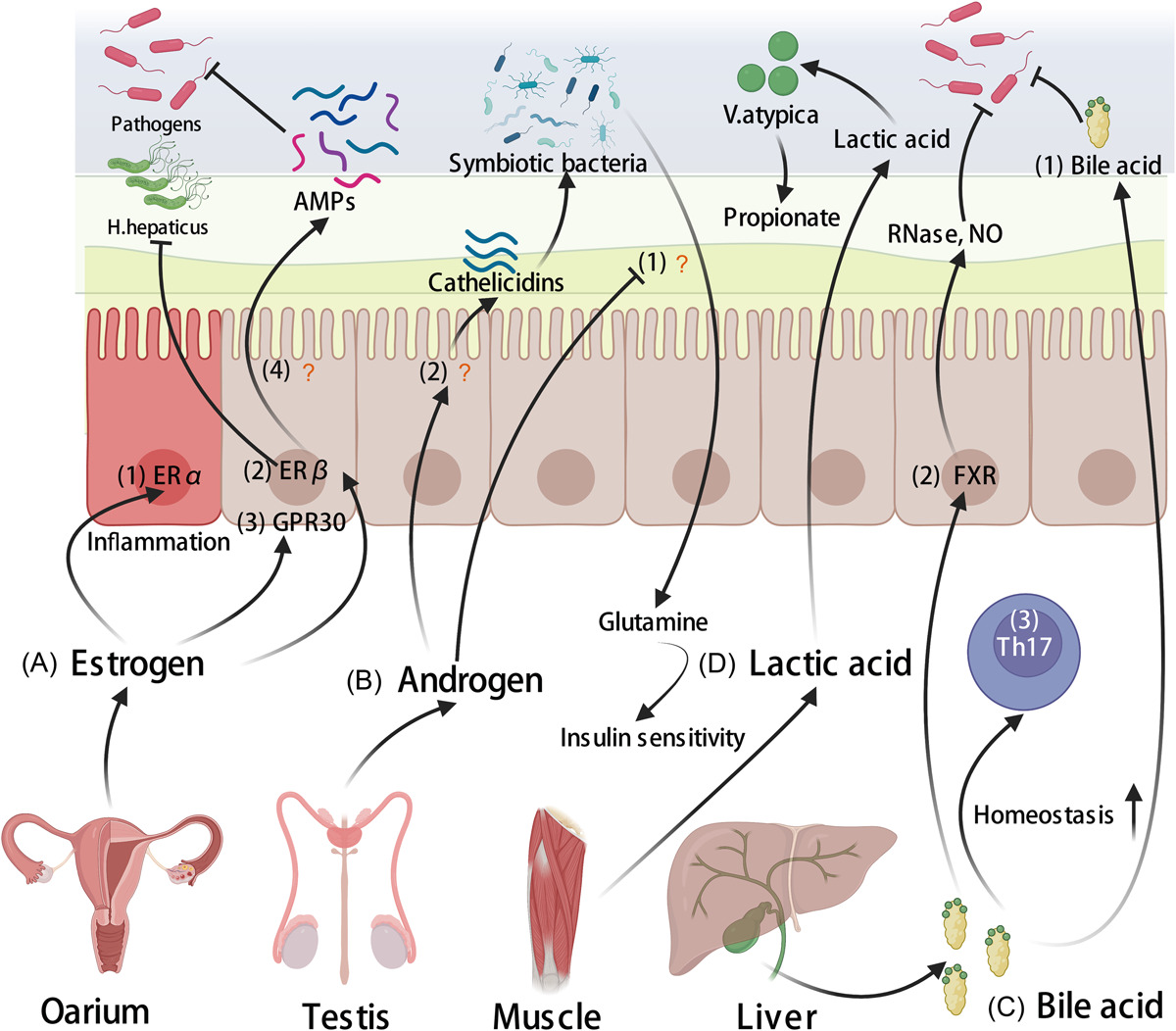 iMeta (@imetascience) on Twitter photo An overview of host‐derived molecules that interact with gut microbiota
#guthealth #microbiome #immunesystem #MedTwitter
<a href="/wileymicrobio/">Wiley Microbiology</a> <a href="/WileyBiomedical/">Wiley Biomedical Science</a> <a href="/WileyHealth/">Wiley Clinical Health</a>
onlinelibrary.wiley.com/doi/10.1002/im… An overview of host‐derived molecules that interact with gut microbiota
#guthealth #microbiome #immunesystem #MedTwitter
<a href="/wileymicrobio/">Wiley Microbiology</a> <a href="/WileyBiomedical/">Wiley Biomedical Science</a> <a href="/WileyHealth/">Wiley Clinical Health</a>
onlinelibrary.wiley.com/doi/10.1002/im…