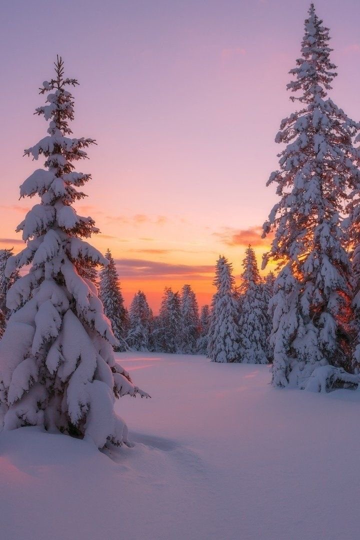 moroshko7's tweet photo. Закат в зимнем лесу 🌄🌲 https://t.co/mNRRw4O1x6