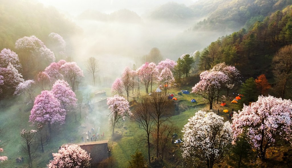 xiongmengxiaohu's tweet photo. 太美了！四川省绵阳市江油市藏王寨的大山深处，漫山遍野的辛夷花竞相盛放，这里就是世外桃源！  #美丽中国 https://t.co/tZeJ4K3euV