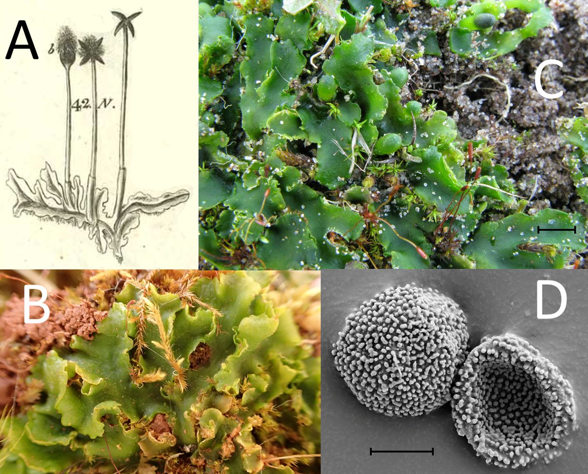 Typification of Jungermannia pinguis published today by D.G. Long, @llforrest and researchers from @UPorto, @NTNU in #OpenAccess #EJBotany @Thebotanics @RBGE_Science journals.rbge.org.uk/ejb/article/vi…