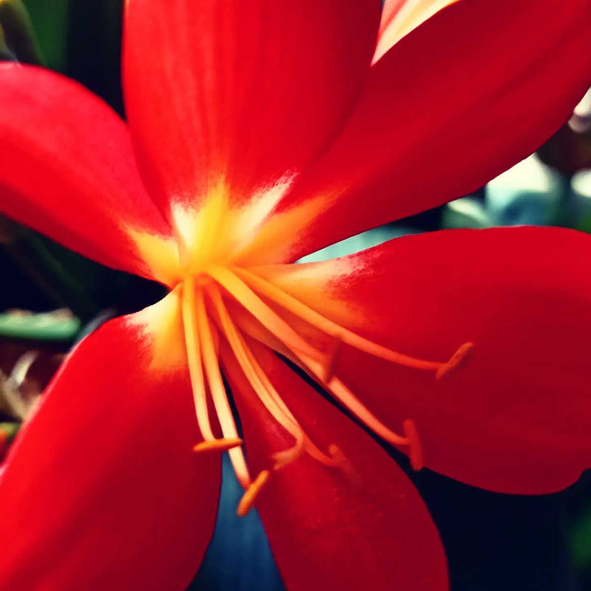 vosgos_'s tweet photo. Seguimos con el rojo
Hoy con una Clivia
Buenos días https://t.co/dz9QzFTtHj