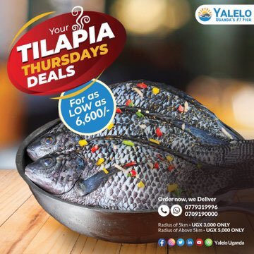 On your way to visit a friend? Carry a tilapia fish with you for them. Pass by a @YaleloUganda shop near you or call/WhatsApp 0779319996/0709190000 to order #TilapiaThurday