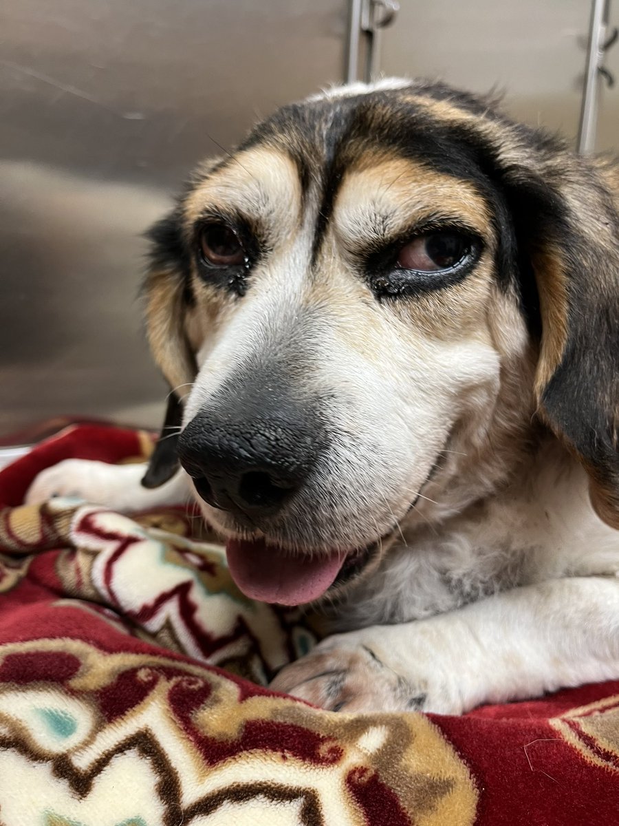 Elphaba117's tweet photo. @DannyDeraney @Crosbydoggy My buddy, Roger.  These are my last pics of him, as he crossed the rainbow bridge last week - he was a very good boy.  ❤️ Loved pizza and pumpkin cake. https://t.co/ITB7RC3dg8